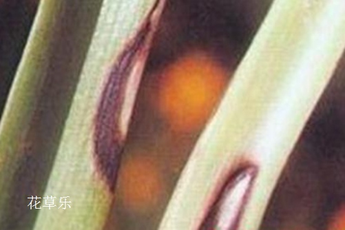 腾龙与尼康镜头免费无码av片在线观看麻豆，一场光影艺术的巅峰对决