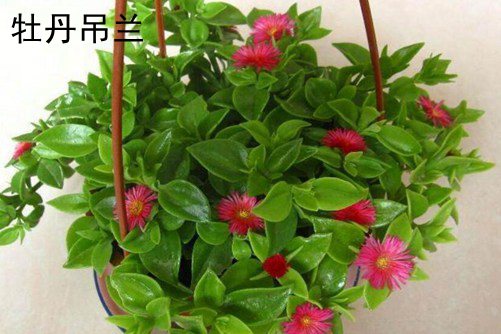 尼康18105镜头样——欧美亚洲视频中文字幕，解析力与实用性并存的全能神器