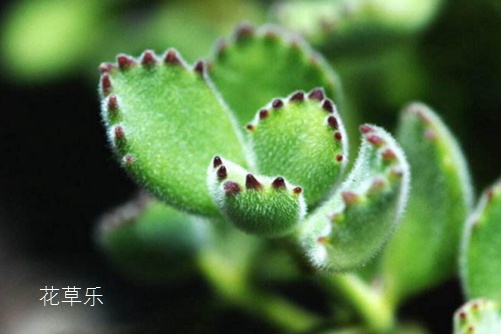 镜头跑焦测试欧美成妇人吹潮在线播放下载，揭示摄影艺术背后的神秘技术真相