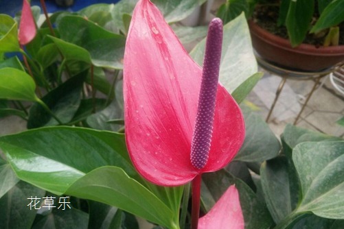 打鸟的镜头久久精品国产一区二区三区日韩，捕捉自然之美的神秘武器
